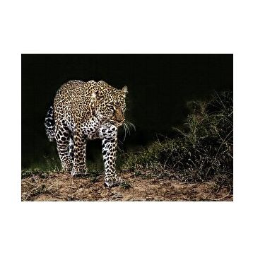 Cakapuzzle Karanlıktaki Java Leoparı 120 Parça Ahşap Puzzle