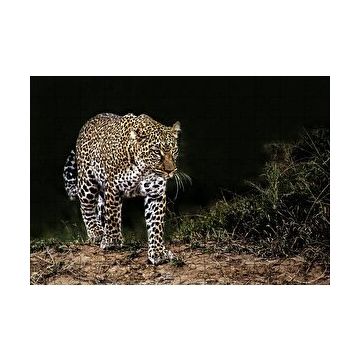 Cakapuzzle Karanlıktaki Java Leoparı 120 Parça Ahşap Puzzle