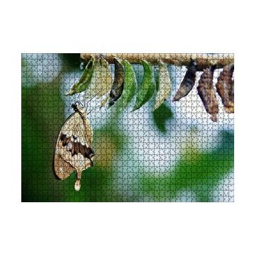Cakapuzzle Kelebek Kozası ve Renkli Kelebek Görseli 255 Parça Puzzle