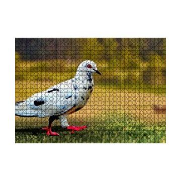 Cakapuzzle Kırmızı Ayaklı Damalı Beyaz Güvercin 120 Parça Ahşap Puzzle