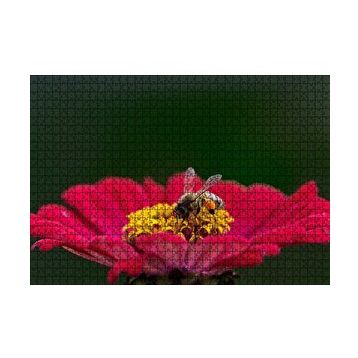 Cakapuzzle Kırmızı Çiçekten Polen Toplayan Balarısı 120 Parça Ahşap Puzzle