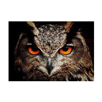 Cakapuzzle Kırmızı Gözlü Baykuş Yakın Çekim 120 Parça Ahşap Puzzle