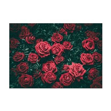 Cakapuzzle Kırmızı Güller Ve Yaprakları Görseli 120 Parça Ahşap Puzzle