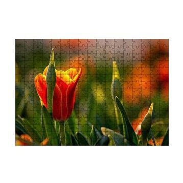 Cakapuzzle Kırmızı Laleler ve Yeşil Yapraklar Güneş Işığı 120 Parça Puzzle