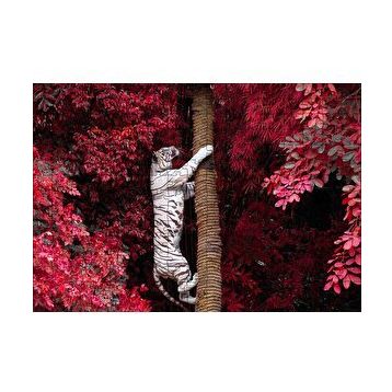 Cakapuzzle Kırmızı Yapraklar ve Ağaca Tırmanan Beyaz Kaplan 120 Parça Ahşap Puzzle