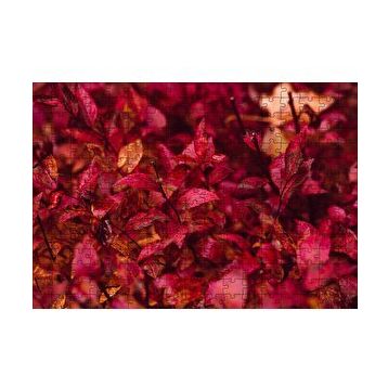 Cakapuzzle Kızıl Sonbahar Yaprakları 120 Parça Puzzle