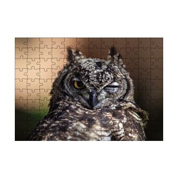 Cakapuzzle Komik Baykuş 120 Parça Puzzle