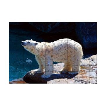 Cakapuzzle Kutup Ayısı Hayvanat Bahçesinde 255 Parça Puzzle