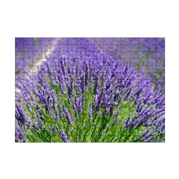 Cakapuzzle Lavanta Tarlasında Lavantalar 120 Parça Ahşap Puzzle