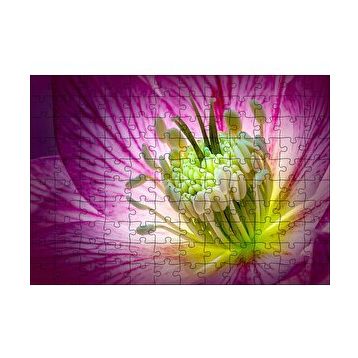 Cakapuzzle Makro Closeup Helleborus Çiçek Görseli 120 Parça Ahşap Puzzle
