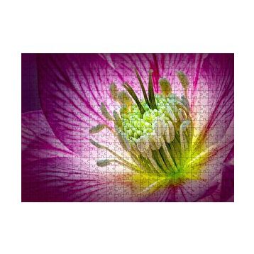 Cakapuzzle Makro Closeup Helleborus Çiçek Görseli 120 Parça Ahşap Puzzle