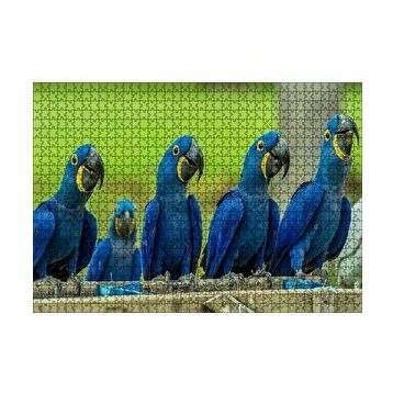 Cakapuzzle Mavi Macaw Papağanları 120 Parça Ahşap Puzzle