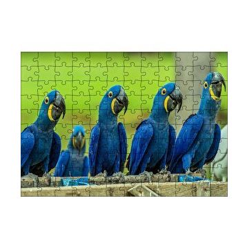 Cakapuzzle Mavi Macaw Papağanları 120 Parça Ahşap Puzzle