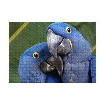 Cakapuzzle Mavi Macaw Papağanları Çift 120 Parça Ahşap Puzzle