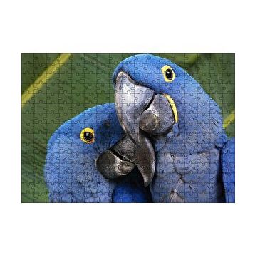 Cakapuzzle Mavi Macaw Papağanları Çift 120 Parça Ahşap Puzzle