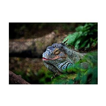 Cakapuzzle Muhteşem Renkleriyle Iguana 255 Parça Puzzle