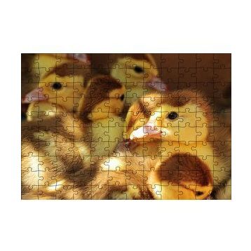 Cakapuzzle Ördek Yavruları 120 Parça Ahşap Puzzle