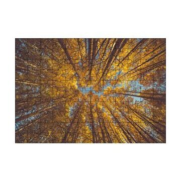 Cakapuzzle Orman Zeminden Yukarı Bakış Sarı Ağaçlar 120 Parça Ahşap Puzzle