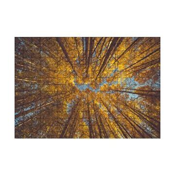 Cakapuzzle Orman Zeminden Yukarı Bakış Sarı Ağaçlar 120 Parça Ahşap Puzzle