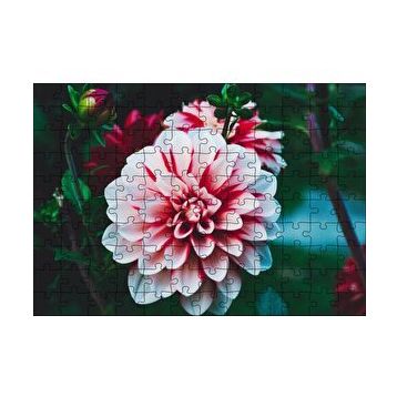 Cakapuzzle Pembe Beyaz Yıldız Çiçeği 120 Parça Ahşap Puzzle