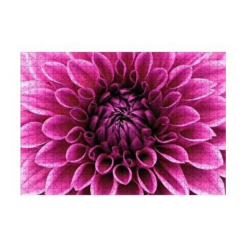 Cakapuzzle Pembe Dahlia Çiçeği Yakın Plan 120 Parça Ahşap Puzzle