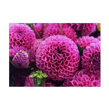 Cakapuzzle Pembe Dahlia Çiçekleri 120 Parça Ahşap Puzzle