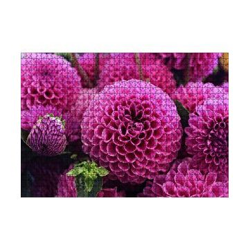 Cakapuzzle Pembe Dahlia Çiçekleri 120 Parça Ahşap Puzzle