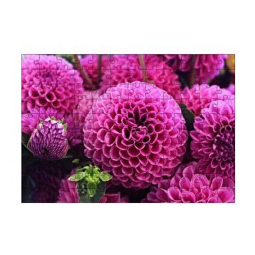 Cakapuzzle Pembe Dahlia Çiçekleri 120 Parça Ahşap Puzzle