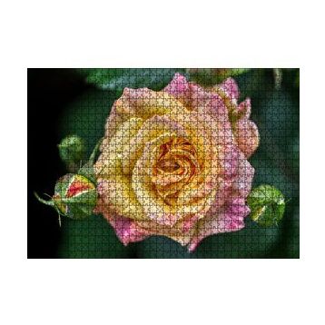 Cakapuzzle Pembe Sarı Gül Yakın Çekim 120 Parça Ahşap Puzzle