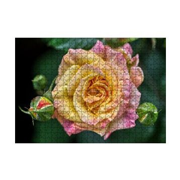Cakapuzzle Pembe Sarı Gül Yakın Çekim 120 Parça Ahşap Puzzle