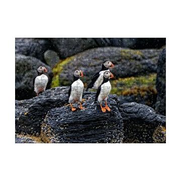 Cakapuzzle Puffin Bird Beak Rock 120 Parça Ahşap Puzzle