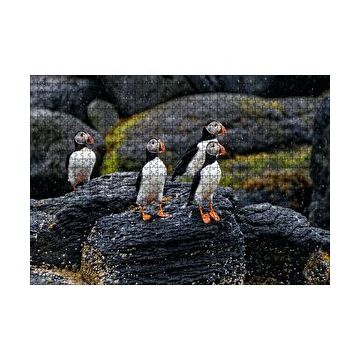Cakapuzzle Puffin Bird Beak Rock 120 Parça Ahşap Puzzle