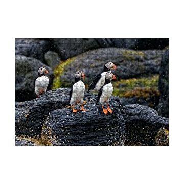 Cakapuzzle Puffin Bird Beak Rock 120 Parça Ahşap Puzzle