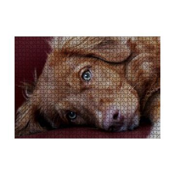 Cakapuzzle Sevimli Kahverengi Köpek Yakın Çekim 120 Parça Ahşap Puzzle