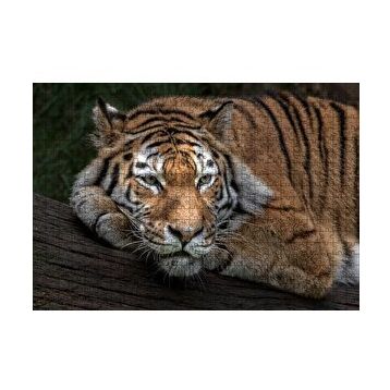 Cakapuzzle Sibirya Kaplanı Dalda Dinleniyor 120 Parça Ahşap Puzzle