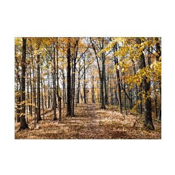 Cakapuzzle Sonbahar Renklerinde Orman 120 Parça Ahşap Puzzle