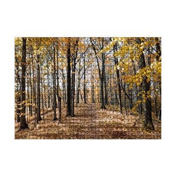 Cakapuzzle Sonbahar Renklerinde Orman 120 Parça Ahşap Puzzle