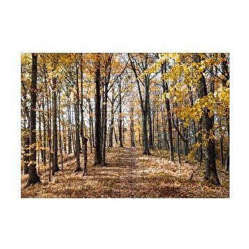 Cakapuzzle Sonbahar Renklerinde Orman 120 Parça Ahşap Puzzle