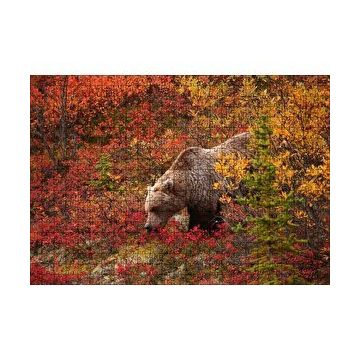 Cakapuzzle Sonbahar Renkli Ormandaki Boz Ayı 120 Parça Ahşap Puzzle