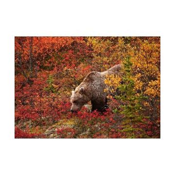Cakapuzzle Sonbahar Renkli Ormandaki Boz Ayı 120 Parça Ahşap Puzzle