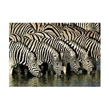 Cakapuzzle Su İçen Zebra Sürüsü Görseli 120 Parça Ahşap Puzzle