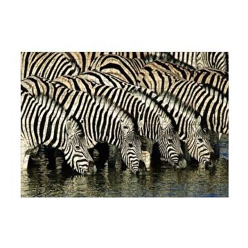 Cakapuzzle Su İçen Zebra Sürüsü Görseli 120 Parça Ahşap Puzzle