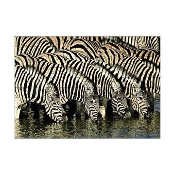 Cakapuzzle Su İçen Zebra Sürüsü Görseli 120 Parça Ahşap Puzzle