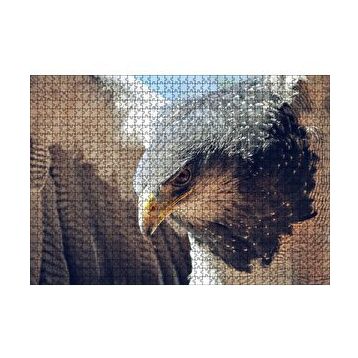 Cakapuzzle Süzülen Kartal Yakın Plan Puzzle