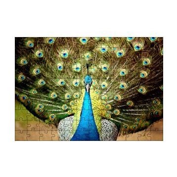 Cakapuzzle Tavus Kuşu Mavili Yeşilli 255 Parça Puzzle