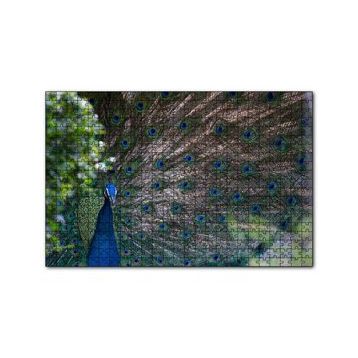 Cakapuzzle Tavuskuşu ve Harikulade Tüyleri 255 Parça Puzzle