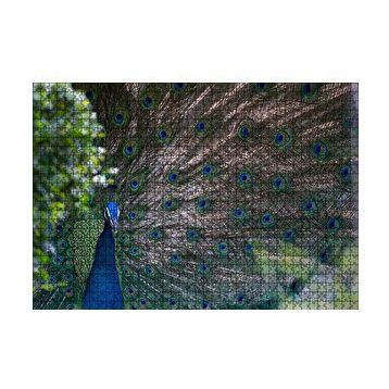 Cakapuzzle Tavuskuşu ve Harikulade Tüyleri 255 Parça Puzzle