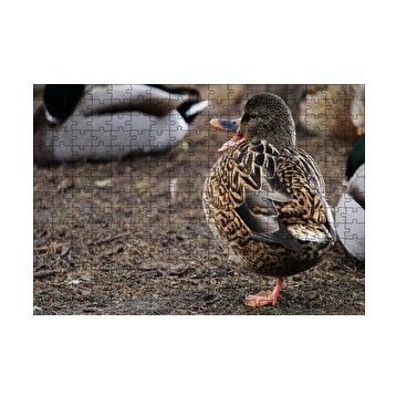 Cakapuzzle Tek Ayak Üzerinde Duran Ördek Yavrusu 120 Parça Ahşap Puzzle