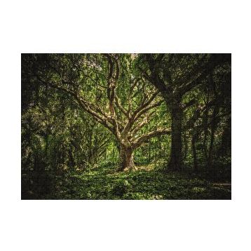 Cakapuzzle Tropik Orman 120 Parça Ahşap Puzzle