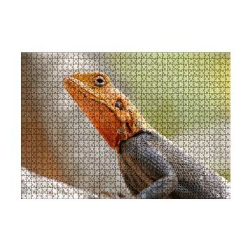 Cakapuzzle Turuncu Başlı Kertenkele Yakın Çekim 120 Parça Ahşap Puzzle